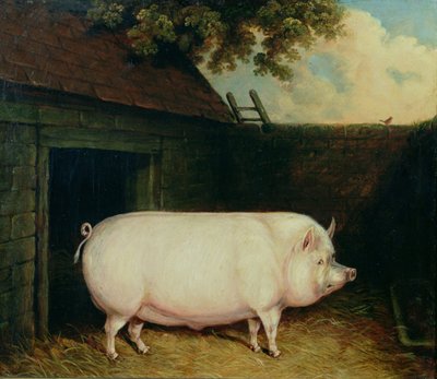 Ein Schwein in seinem Stall von E.M. Fox